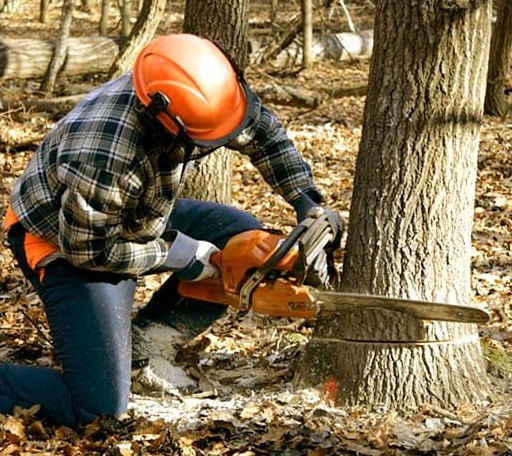 Tree Removal in Bronson, TX
